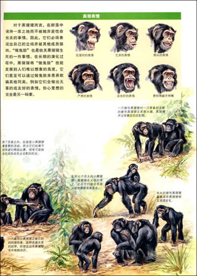 什么是什么:猿类趣话(平)