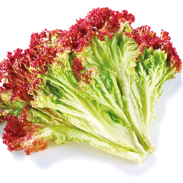 紫叶生菜 2斤 罗莎红 紫生菜 新鲜蔬菜 as