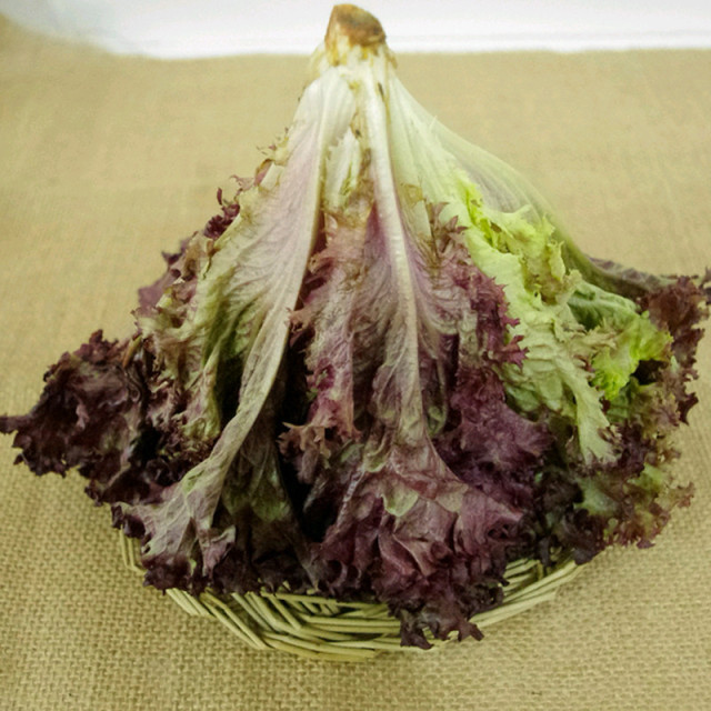 紫叶生菜 2斤 罗莎红 紫生菜 新鲜蔬菜 as